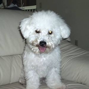 Meet your Posher, Casey